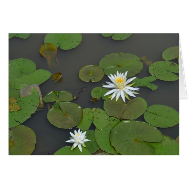 Wasser-Lilien (Vorderseite (Horizontal))