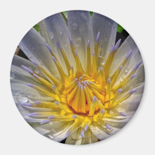 Wasser-Lilien-Blau und Goldmagnet Magnet