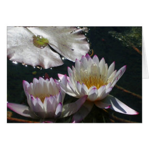Wasser-Lilien-Duo