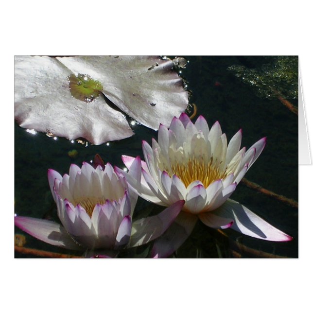 Wasser-Lilien-Duo (Vorderseite (Horizontal))
