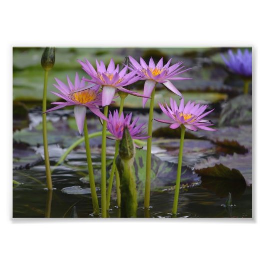 Wasser Lilien! Fotodruck (Vorne)