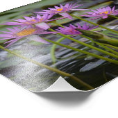 Wasser Lilien! Fotodruck (Ecke)