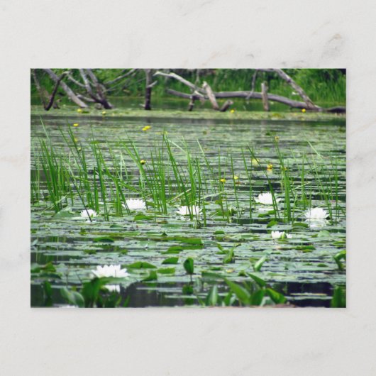 Wasser Lilien Postkarte (Vorderseite)