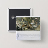 Wasser-Lilien und Wasser-Feen, Illustration von Button (Vorne & Hinten)