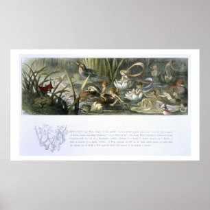 Wasser-Lilien und Wasser-Feen, Illustration von Poster