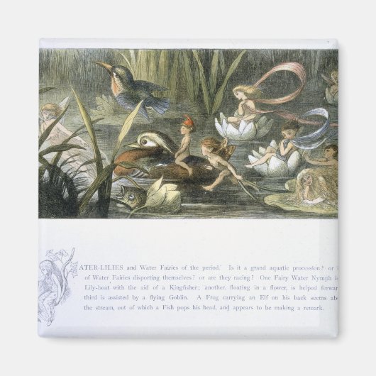 Wasser-Lilien und Wasserpflanzen, Illustration aus Magnet (Vorne)