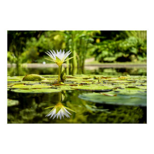 Wasser Lilly im botanischen Garten Poster
