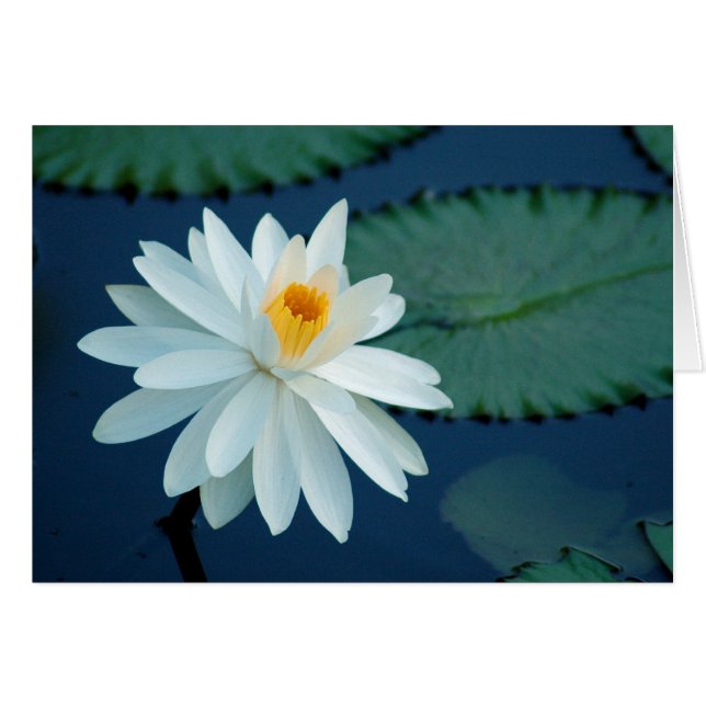 Wasser Lilly Karte (Vorderseite (Horizontal))