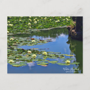 Wasser-Lily-Teich:Postkarte Postkarte