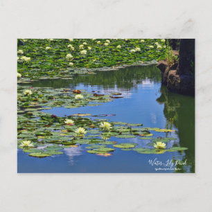 Wasser-Lily-Teich:Postkarte Postkarte
