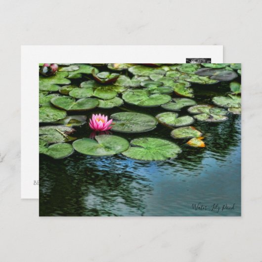 Wasser-Lily-Teich:Postkarte Postkarte (Vorne/Hinten)