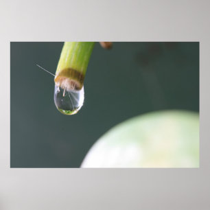 Wasser-Tröpfchen-Plakat Poster