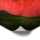 Wasser tropft auf Hibiskus Poster (Ecke)