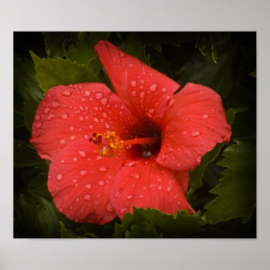 Wasser tropft auf Hibiskus Poster (Vorne)
