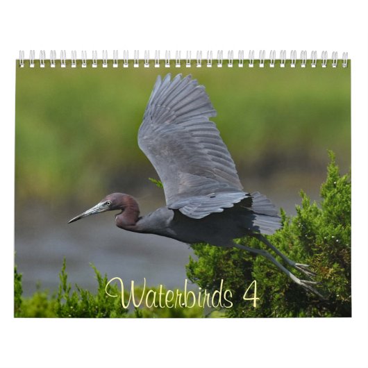 Wasser vögel 4 kalender (Titelbild)
