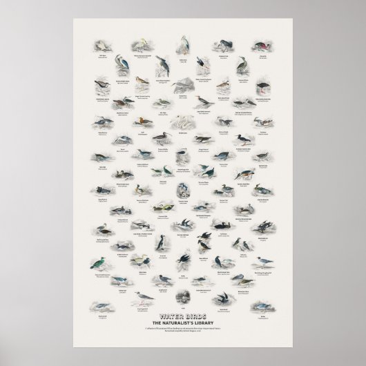 Wasser Vögel - Naturalist's Library Poster (Vorne)