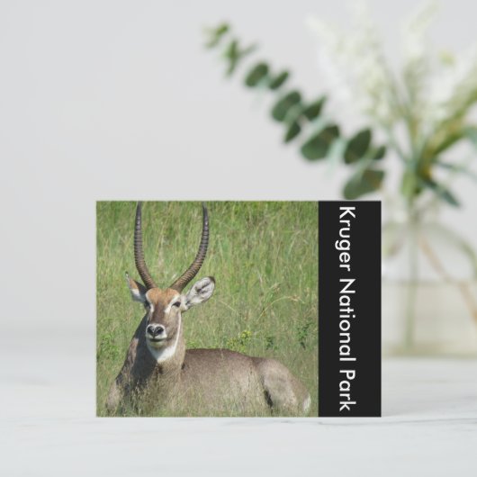 Wasserballsitz Postkarte (Stehend Vorderseite)