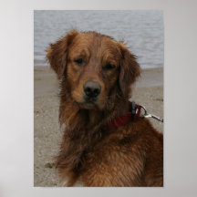 WASSERBOY - GOLDEN RETRIEVER