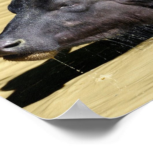 Wasserbüffel (Bubalus bubalis) im Teich schwimmen Poster (Ecke)