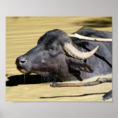 Wasserbüffel (Bubalus bubalis) im Teich schwimmen Poster (Vorne)
