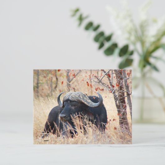 Wasserbüffel Postkarte (Stehend Vorderseite)