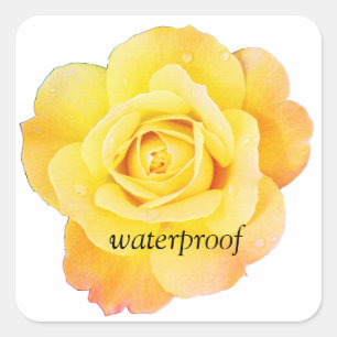 Wasserdichte spritzfreie gelbe Rosenblumenhochzeit Quadratischer Aufkleber