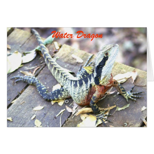 Wasserdrache (Vorderseite (Horizontal))