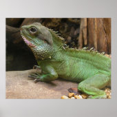 Wasserdrache Poster (Vorne)