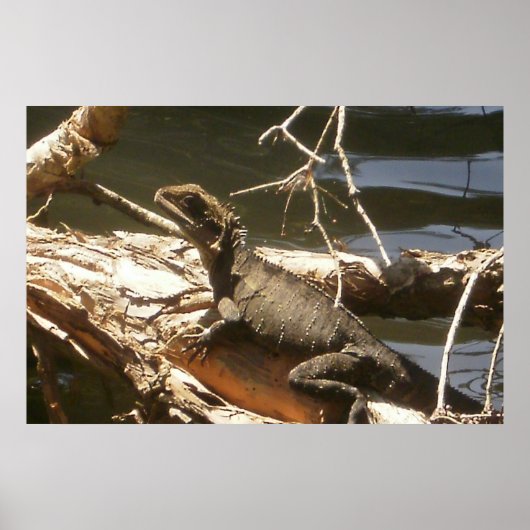 Wasserdrache Poster (Vorne)