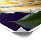 Wassereinschlag auf einer weißen Rose Poster (Ecke)