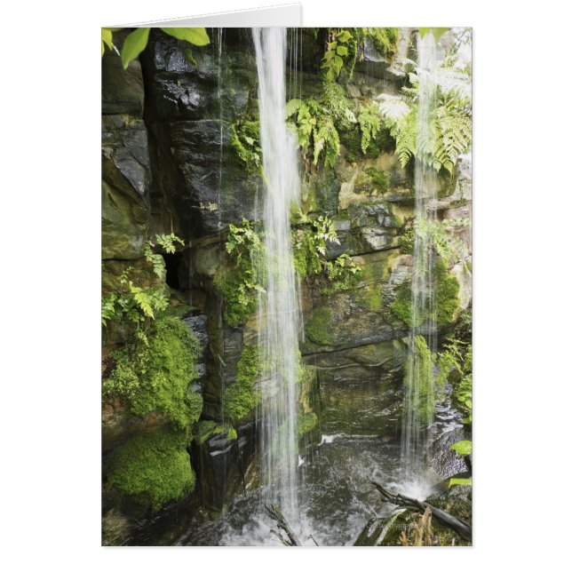 Wasserfall, gemäßigter Regenwald, Neuseeland. (Vorne)