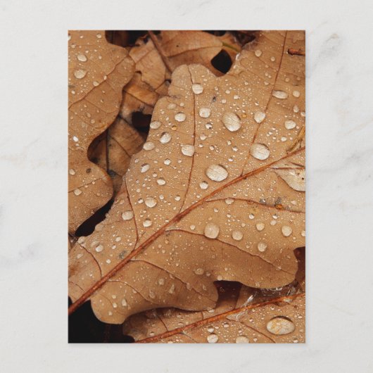 Wasserfall Herbstleaf Fall Naturwald Destination Postkarte (Vorderseite)