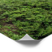 Wasserfall in der Nähe von Hilo, Hawaii Poster (Ecke)