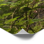 Wasserfall und Waldblick in Oregon Poster (Ecke)