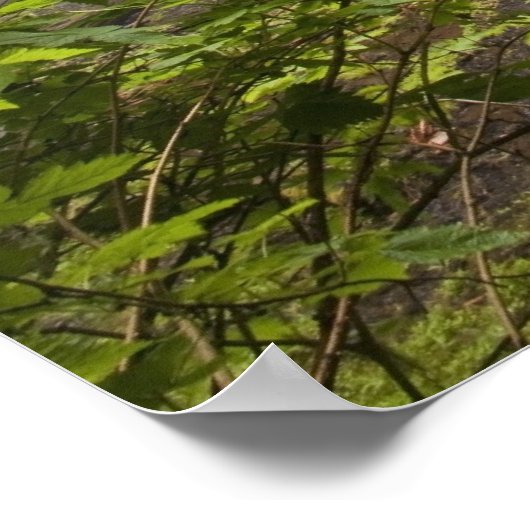 Wasserfall und Waldblick in Oregon Poster (Ecke)