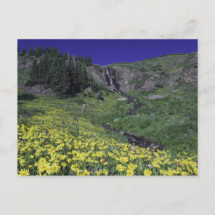 Wasserfall und Wildblumen auf Almwiese, 3 Postkarte