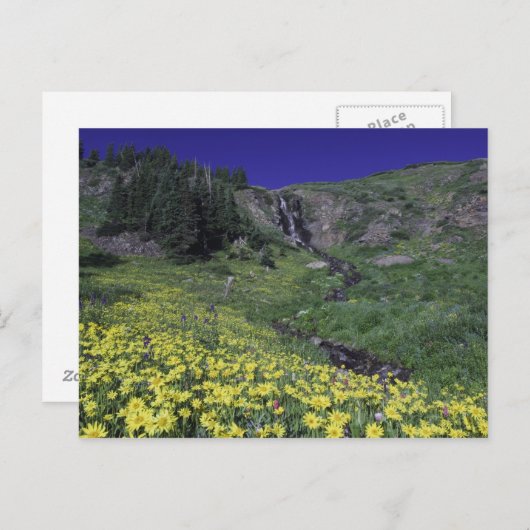 Wasserfall und Wildblumen auf Almwiesen, 3 Postkarte (Vorne/Hinten)