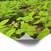 Wasserfall, untergehen, Whiteoak Sink, Poster (Ecke)