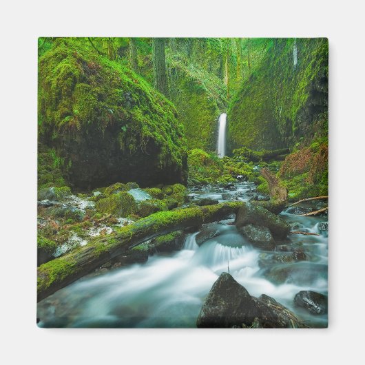 Wasserfälle | Grotto Falls, Oregon Magnet (Vorne)