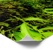 Wasserfälle | San Rafael Falls, Ecuador Poster (Ecke)