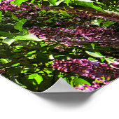 Wasserfälle von Lilac... Poster (Ecke)