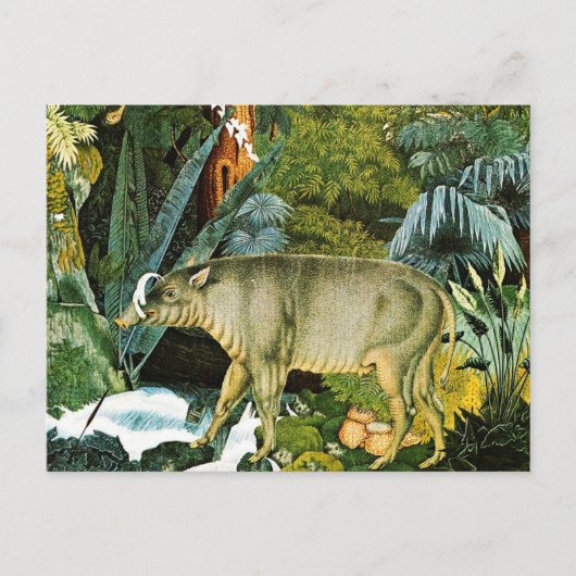 Wasserfarbe eines Wilden Schweins Babirusa Postkarte (Vorderseite)