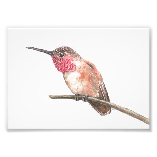 Wasserfarbe Hummingvogel Fotodruck (Vorne)