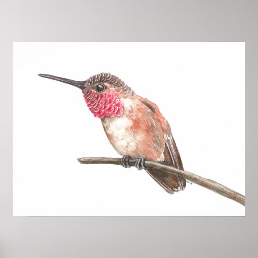 Wasserfarbe Hummingvogel Poster (Vorne)