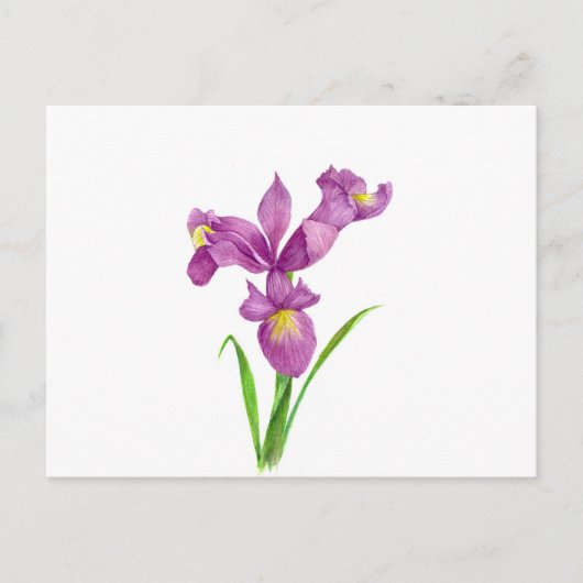 Wasserfarbe Lila Iris Botanische florale Kunst, Di Postkarte (Vorderseite)