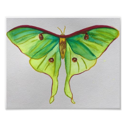 Wasserfarbe Luna Moth Fotodruck (Vorne)