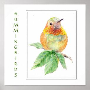 Wasserfarbe Rufous Hummingbird - Vogelsammlung Poster