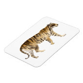 Wasserfarbe Tiger Wandern Magnet (Linke Seite)