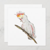 Wasserfarbe zeichnend Kakaduspapagei (Vorne/Hinten)