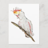 Wasserfarbe zeichnend Kakaduspapagei Postkarte (Vorderseite)